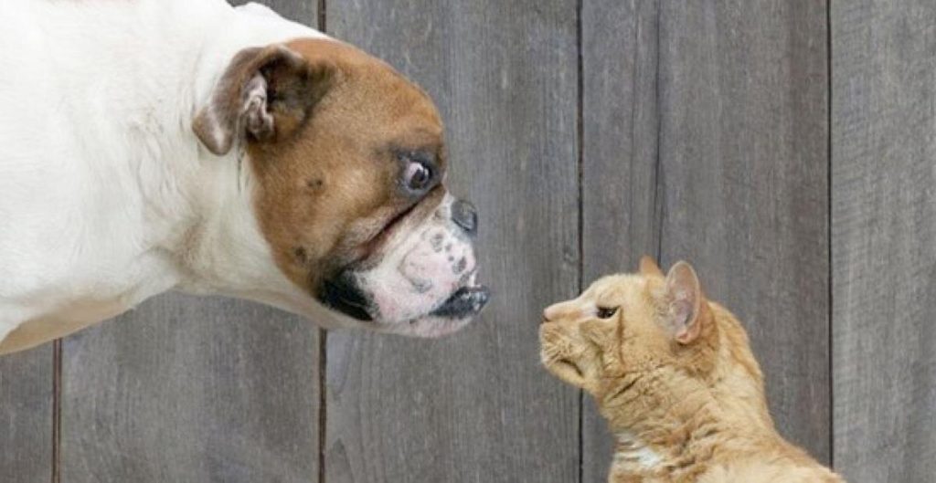 Age-Old Feud Between Dogs and Cats